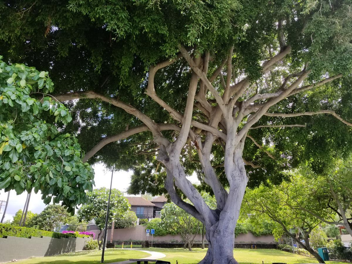 Aloha Spirit Inc * Honolulu
