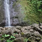 Delightful Hawaiian Monarch Studio