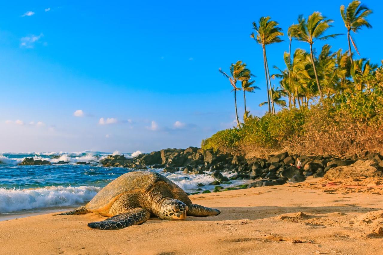 Hawaiian Monarch 1603