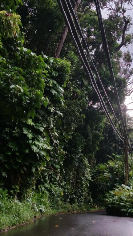 Reach Beyond Rainforest Retreat Homestay