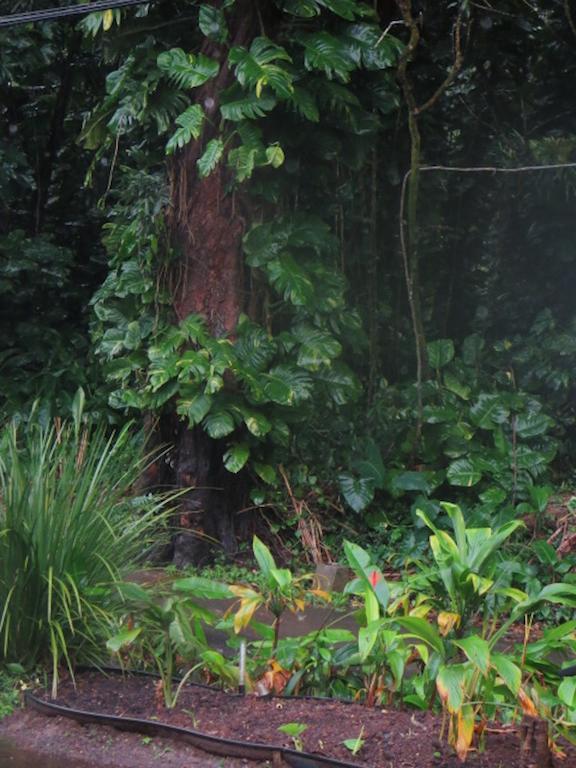 Homestay Reach Beyond Rainforest Retreat
