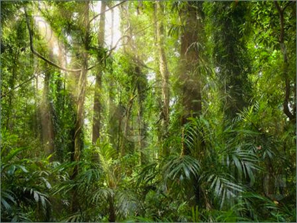 Homestay Reach Beyond Rainforest Retreat