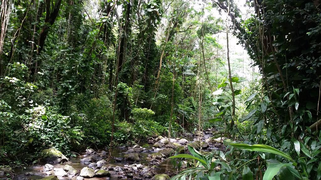 Homestay Reach Beyond Rainforest Retreat Honolulu
